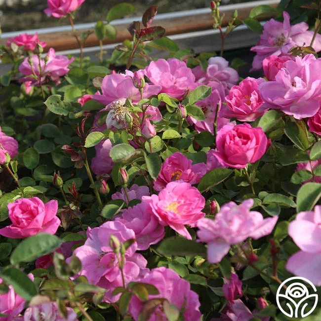 Lavender Floorshow® 6 Lavender Floorshow® - Image 6