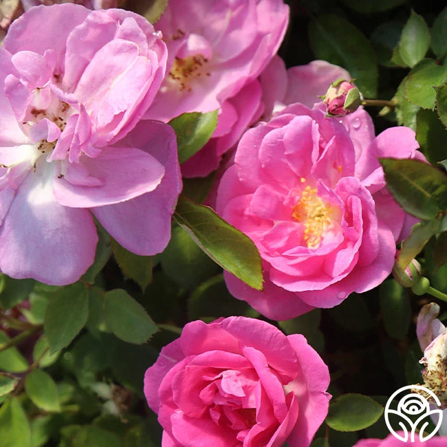 Lavender Floorshow® 5 Lavender Floorshow® - Image 5