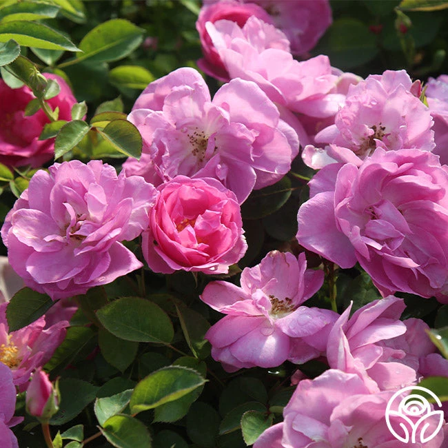 Lavender Floorshow® 2 Lavender Floorshow® - Image 2