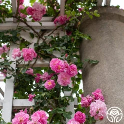 Lavender Lassie -RoseLuxe Shop Lavender Lassie 04