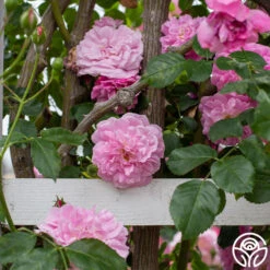 Lavender Lassie -RoseLuxe Shop Lavender Lassie 05