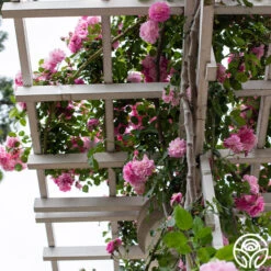 Lavender Lassie -RoseLuxe Shop Lavender Lassie 06