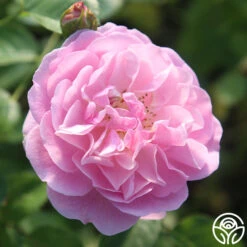 Lavender Lassie -RoseLuxe Shop Lavender Lassie 08