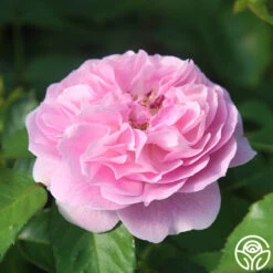 Lavender Lassie -RoseLuxe Shop Lavender Lassie 10