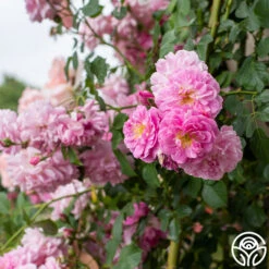 Lavender Lassie -RoseLuxe Shop Lavender Lassie 03