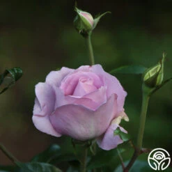 Le Petit Prince 9 Le Petit Prince -RoseLuxe Shop Le Petit Prince 9