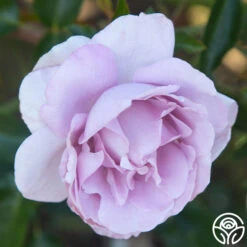 Le Petit Prince 7 Le Petit Prince -RoseLuxe Shop Le Petit Prince 12