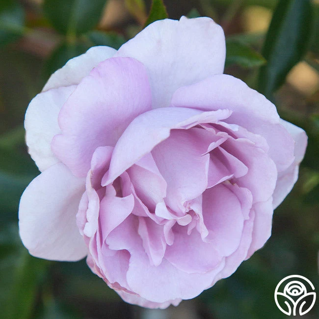 Le Petit Prince 3 Le Petit Prince - Image 3