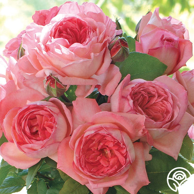 Liv Tyler™ 2 Liv Tyler™ - Image 2