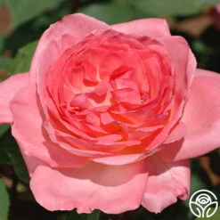 Liv Tyler™ 5 Liv Tyler™ -RoseLuxe Shop Live Tyler 04