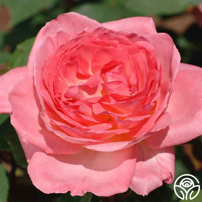 Liv Tyler™ 3 Liv Tyler™ - Image 3