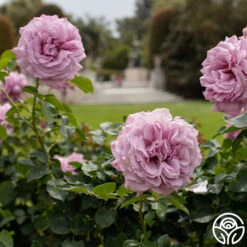 Love Song -RoseLuxe Shop Love Song 10