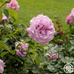 Love Song -RoseLuxe Shop Love Song 12