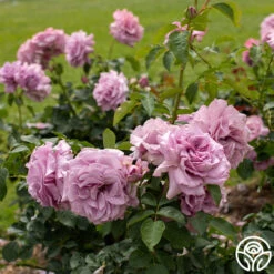 Love Song -RoseLuxe Shop Love Song 15