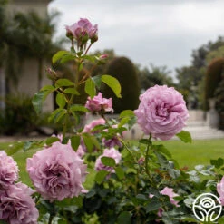 Love Song -RoseLuxe Shop Love Song 16