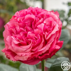 Loves Me, Loves Me Not™