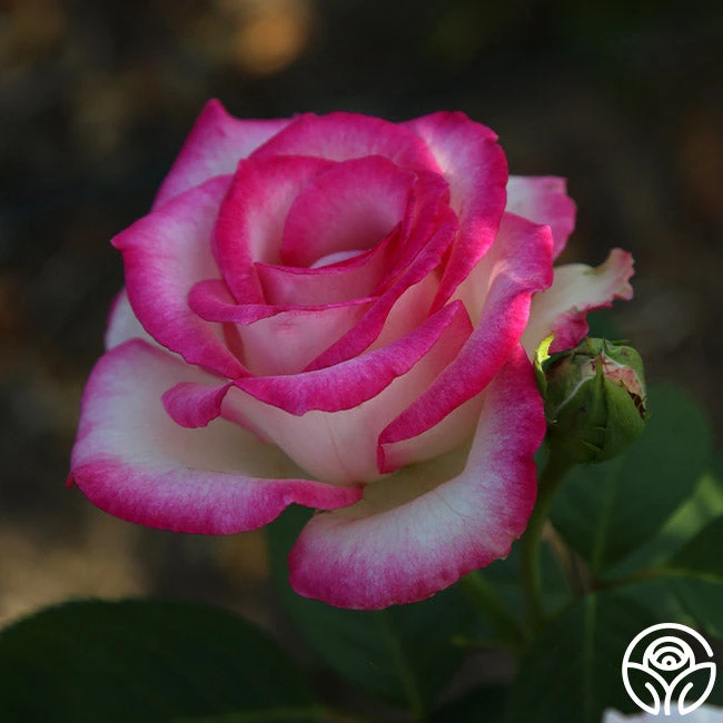 Lynn Anderson 3 Lynn Anderson - Image 3