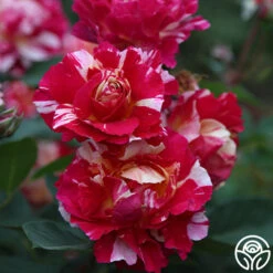 Maurice Utrillo® -RoseLuxe Shop Maurice Utrillo 21