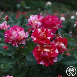 Best Seller -RoseLuxe Shop Maurice Utrillo 22