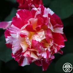 Maurice Utrillo® -RoseLuxe Shop Maurice Utrillo 23