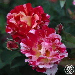 Maurice Utrillo® -RoseLuxe Shop Maurice Utrillo 24