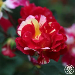 Maurice Utrillo® -RoseLuxe Shop Maurice Utrillo 25