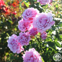 Best Seller -RoseLuxe Shop Memorial Day 11