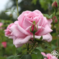 Memorial Day™ -RoseLuxe Shop Memorial Day 13