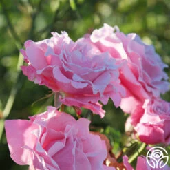 Memorial Day™ -RoseLuxe Shop Memorial Day 16