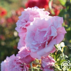 Memorial Day™ -RoseLuxe Shop Memorial Day 17