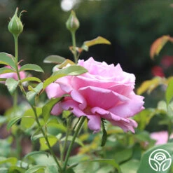 Memorial Day™ -RoseLuxe Shop Memorial day 14