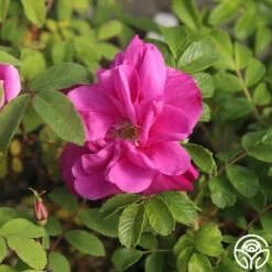 Moje Hammarberg -RoseLuxe Shop Moje Hammarberg 4