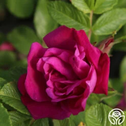 Moje Hammarberg -RoseLuxe Shop Moje Hammarberg 5