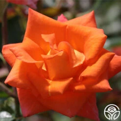 Monica® -RoseLuxe Shop Monica 11