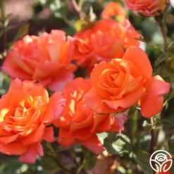 Monica® -RoseLuxe Shop Monica 111