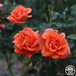 Monica® -RoseLuxe Shop Monica 12