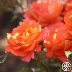 Monica® -RoseLuxe Shop Monica 123