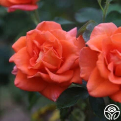 Monica® -RoseLuxe Shop Monica 14