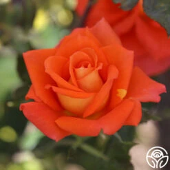 Monica® -RoseLuxe Shop Monica 17