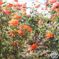 Monica® -RoseLuxe Shop Monica 25