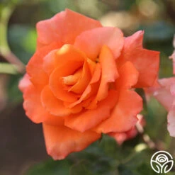 Monica® -RoseLuxe Shop Monica 278