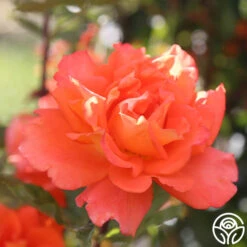 Monica® -RoseLuxe Shop Monica 77