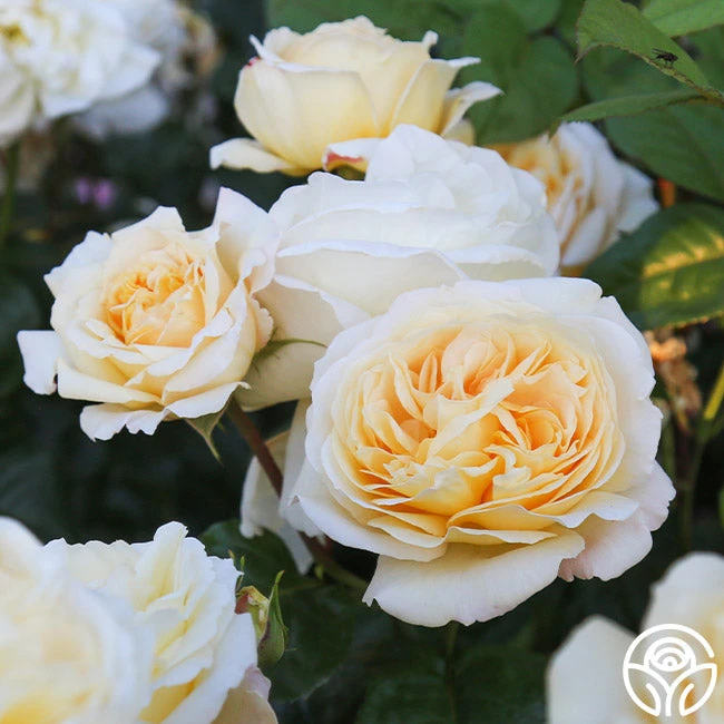 Moonlight Romantica® 1 Moonlight Romantica®