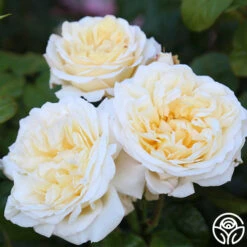 Moonlight Romantica® 21 Moonlight Romantica® -RoseLuxe Shop Moonlight Romantica 12