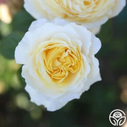 Moonlight Romantica® 20 Moonlight Romantica® -RoseLuxe Shop Moonlight Romantica 13