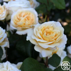 Moonlight Romantica® 14 Moonlight Romantica® -RoseLuxe Shop Moonlight Romantica 17