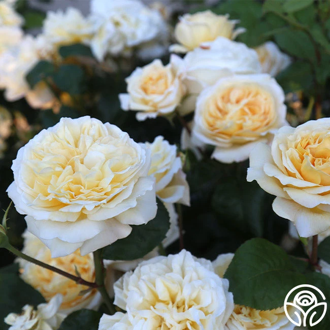 Moonlight Romantica® 2 Moonlight Romantica® - Image 2