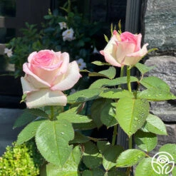 Moonstone™ -RoseLuxe Shop Moonstone 123