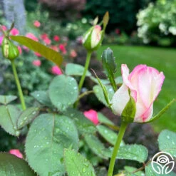 Moonstone™ -RoseLuxe Shop Moonstone 14