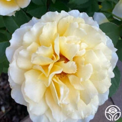 My Best Friend™ -RoseLuxe Shop My Best Friend 04